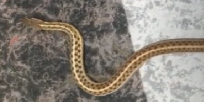 Detroit snake
